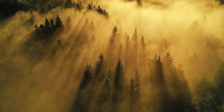 Brain Fog and Cognitive Overload Brain Fog and Cognitive Overload