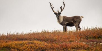 Caribou Bio’s Journey With Off-the-Shelf Cell Therapy Reaches the End of the Road