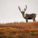Caribou Bio’s Journey With Off-the-Shelf Cell Therapy Reaches the End of the Road Caribou Bio’s Journey With Off-the-Shelf Cell Therapy Reaches the End of the Road