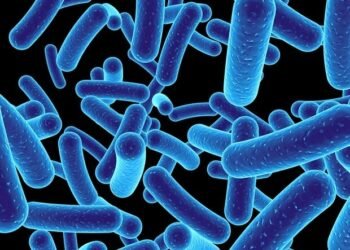 Study redefines picobirnavirus as a bacteria hunting virus