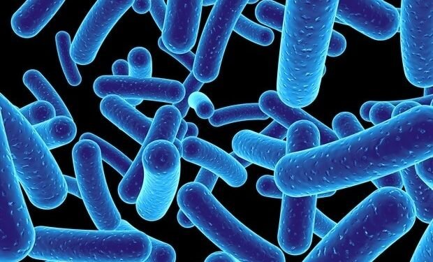 Study redefines picobirnavirus as a bacteria hunting virus Study redefines picobirnavirus as a bacteria hunting virus
