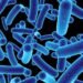 Study redefines picobirnavirus as a bacteria hunting virus